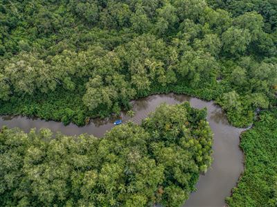 Boot auf dem Rio Sierpe im Mangrovenwald, Costa Rica